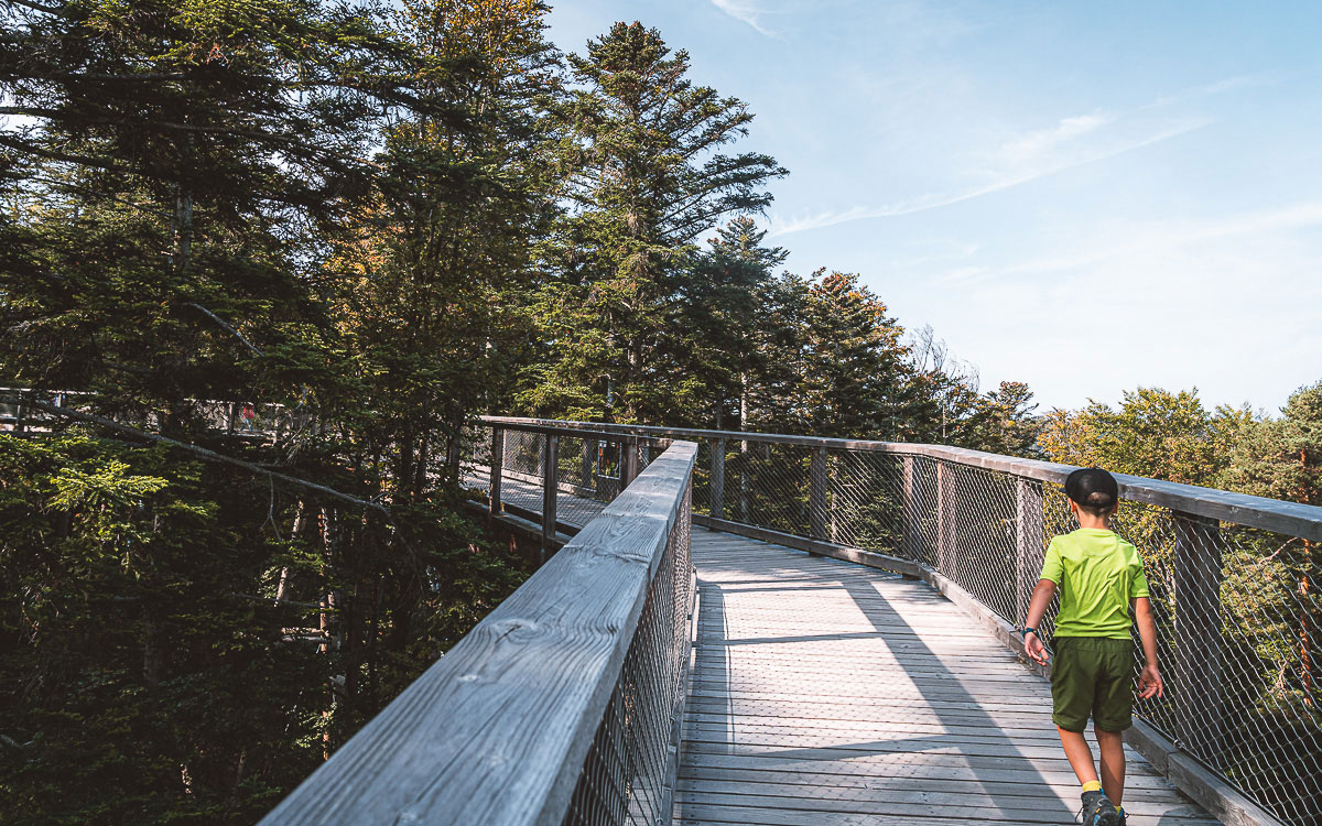 Hinauf im Baumwipfelpfad Schwarzwald