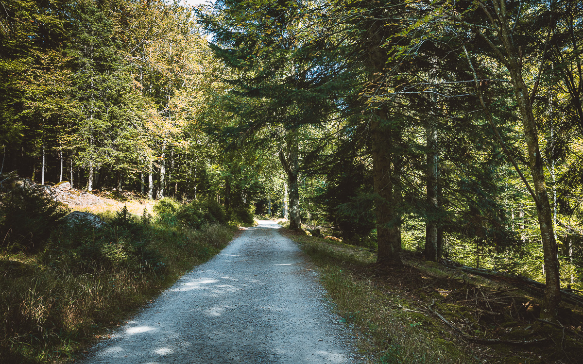 Wanderung zur Grünhütte bei Bad Wildbad