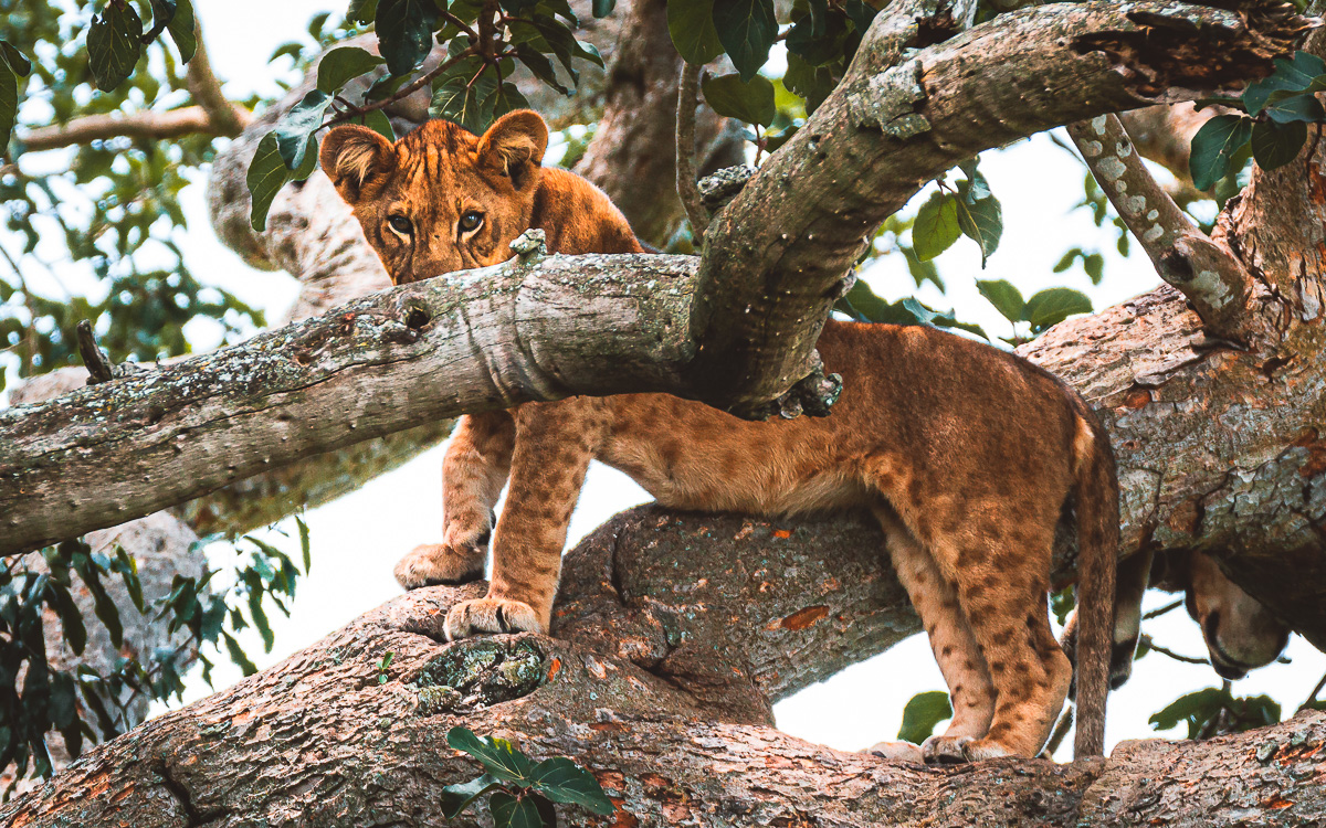 Baumlöwen Ishasha Sektor Queen Elizabeth Nationalpark Uganda