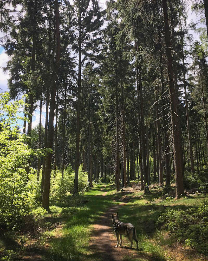 Wandern mit Hund im Elsandsteingebirge der Sächsischen Schweiz