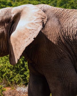 Addo Elephant National Park Safari Elefanten