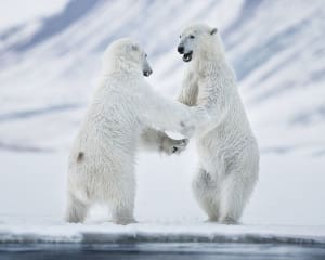 Eisbären Spitzbergen Norwegen Arktis