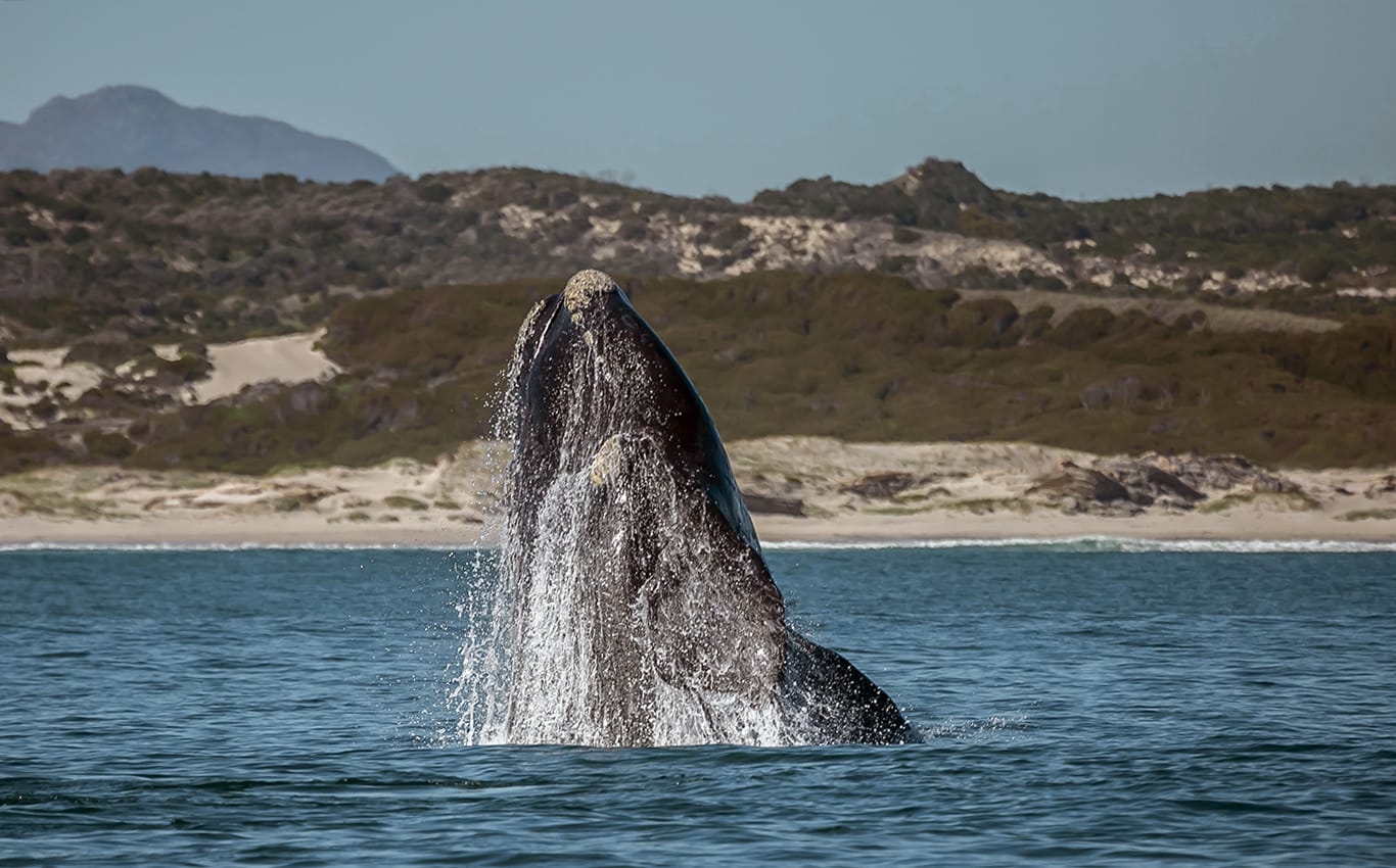 Wale beobachten in der Walker Bay Nature Reserve in Hermanus, Südafrika