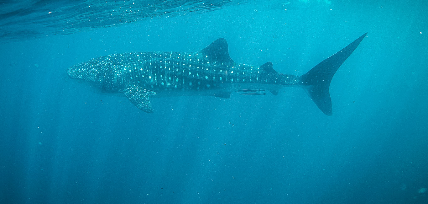 Ningaloo Reef Walhaie Australien