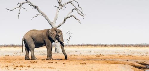 Botswana – Reiseberichte & Tipps für Okavango Delta & Co.