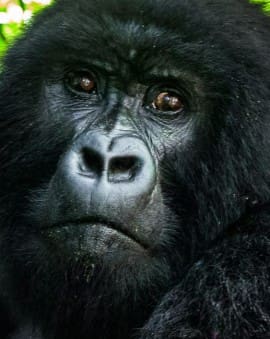 Ruanda Blog: Reiseberichte mit Tipps & Erfahrungen