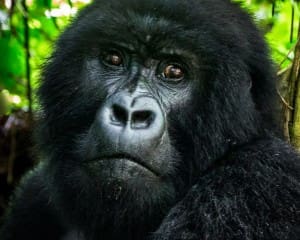 Ruanda Blog: Reiseberichte mit Tipps & Erfahrungen