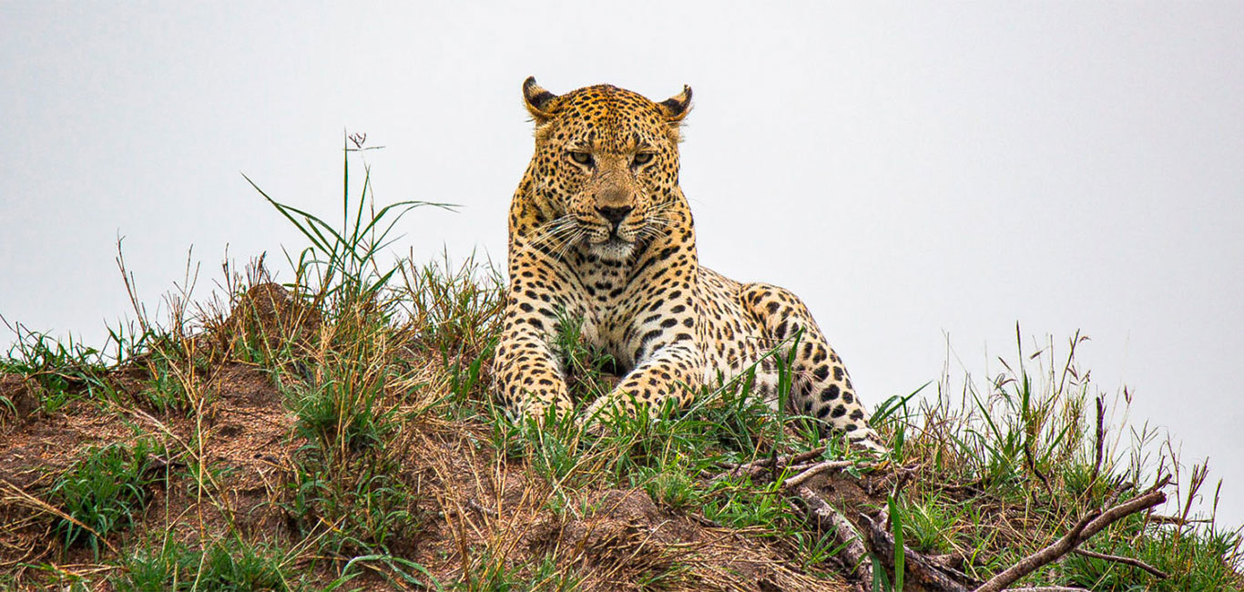 Sabi Sabi Greater Krüger Park Südafrika
