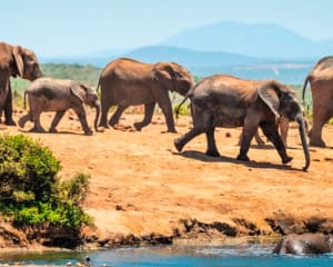 Schönste Nationalparks Südafrika Big 5