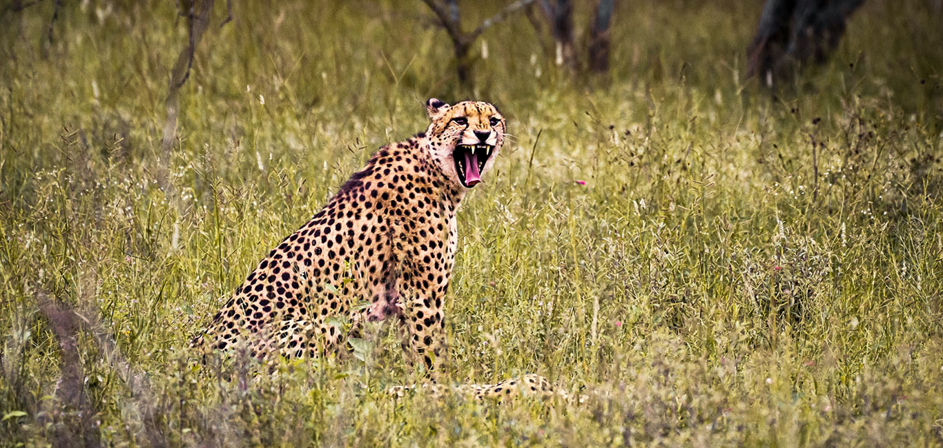Südafrika Big 5 Gepard