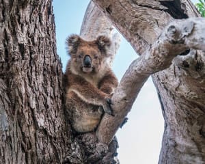 Südküste Australien: Highlights beim Roadtrip von Adelaide bis Perth