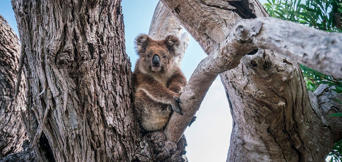 suedaustralien-roadtrip-mikkira-station-koala Südküste Australien: Highlights beim Roadtrip von Adelaide bis Perth