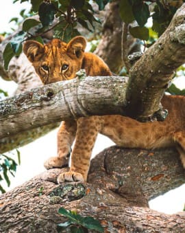 Uganda Blog: Reiseberichte mit Tipps & Erfahrungen