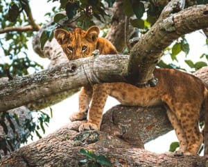 Uganda Blog: Reiseberichte mit Tipps & Erfahrungen