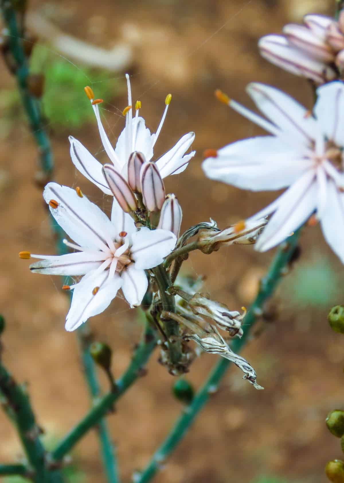 Flora und Fauna auf der Küstenwanderung in Mallorca