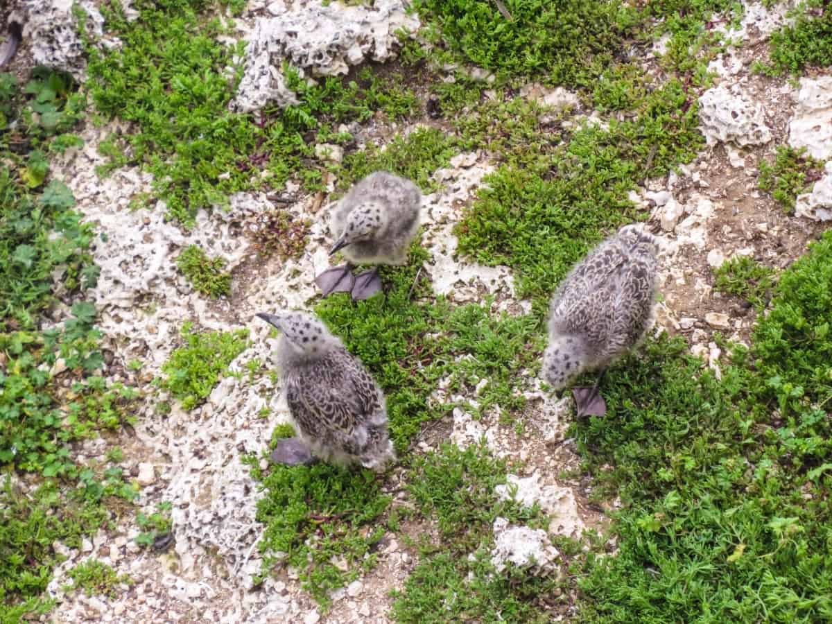 Tiere auf der Küstenwanderung in Mallorca