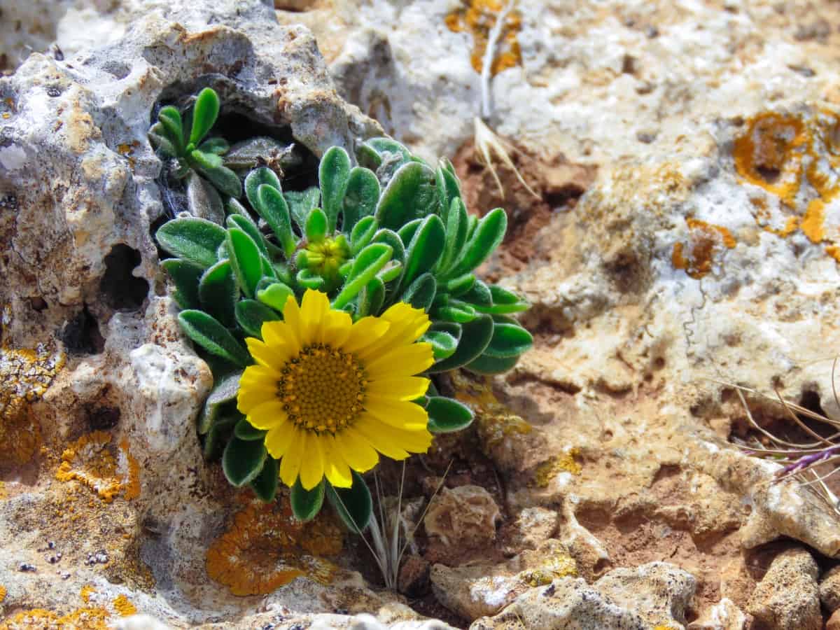 Flora und Fauna auf der Küstenwanderung in Mallorca