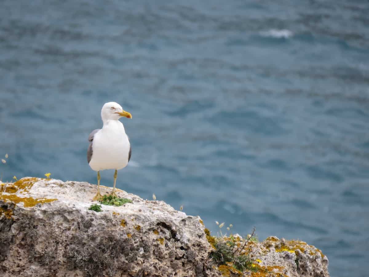 Möwe auf der Küstenwanderung auf Mallorca