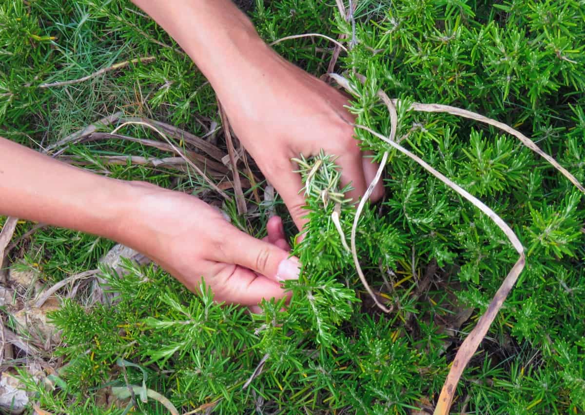 Flora und Fauna auf der Küstenwanderung in Mallorca