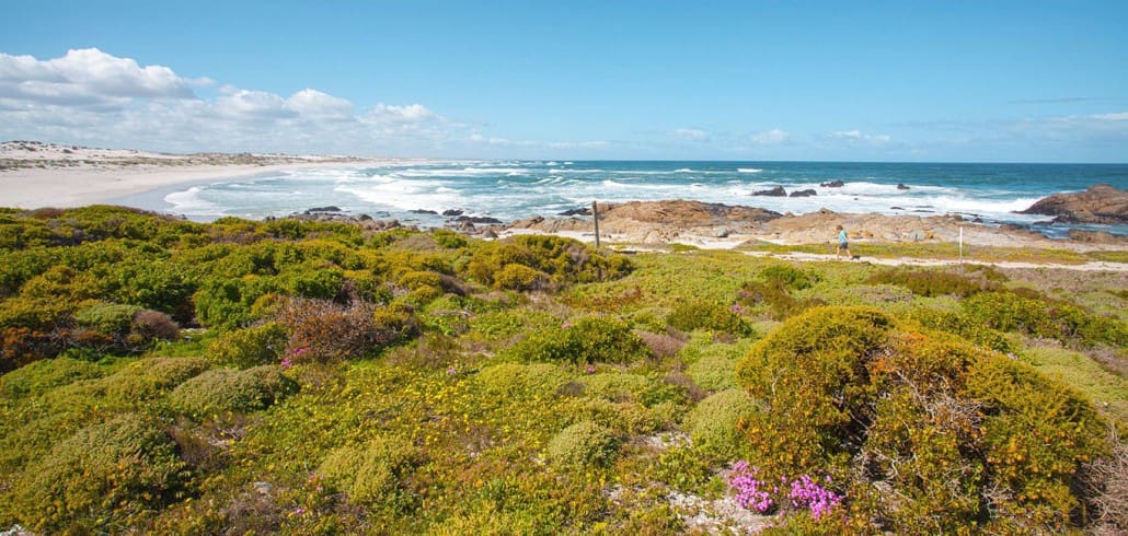 Highlights entlang der Westküste Südafrikas: Langebaan & Paternoster