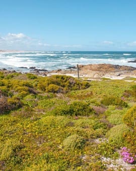 Highlights entlang der Westküste Südafrikas: Langebaan & Paternoster