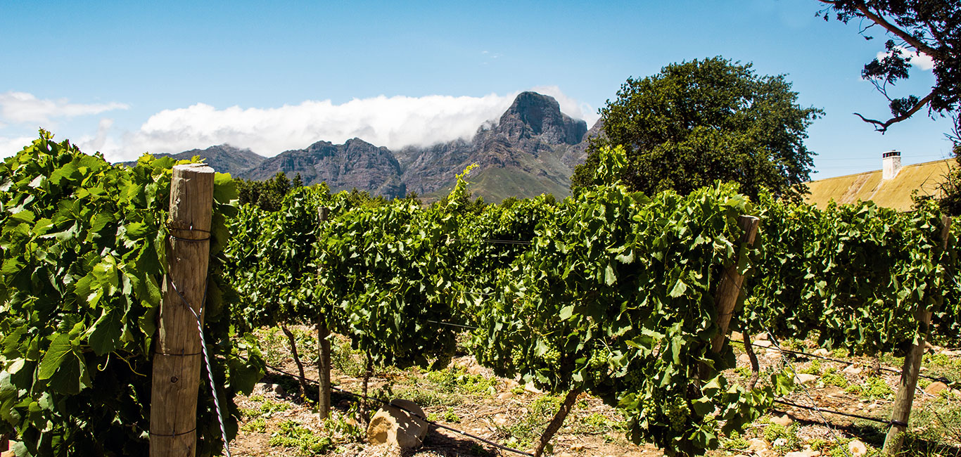 Winelands Stellenbosch Südafrika