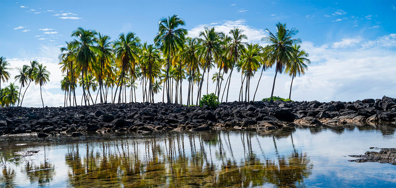 Big Island Hawaii Rundreise Palmen