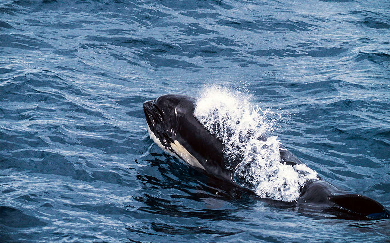 Bremer Bay Australien Orcas