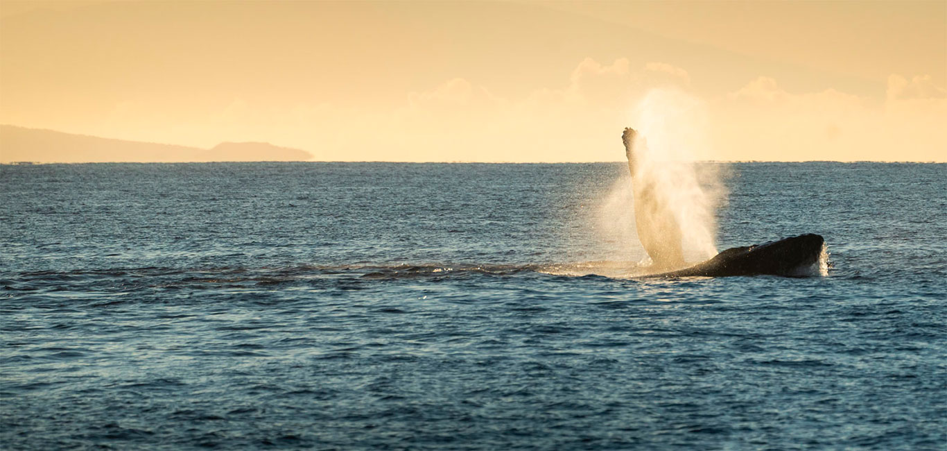 Maui Insel Hawaii Buckelwal