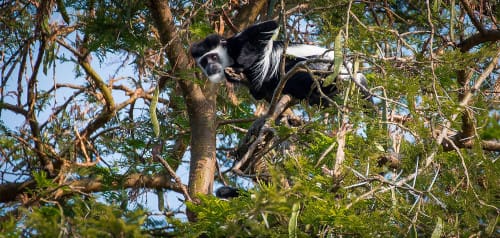 3 Tage im Murchison Falls Nationalpark im Nordwesten Ugandas