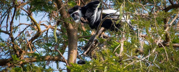 Murchison Falls Nationalpark Uganda Schwarzweißer Stummelaffe