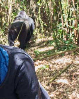 Reisetipps für Uganda und Ruanda mit Gorilla Tipps