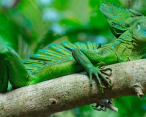 Reisebericht für Costa Rica mit Highlights