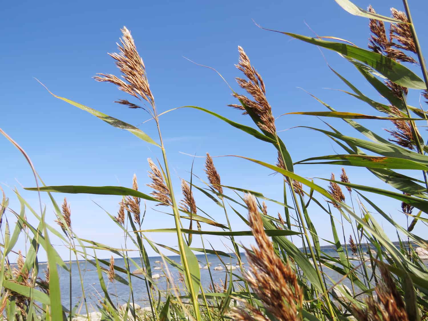 Laheema Nationalpark in Estland