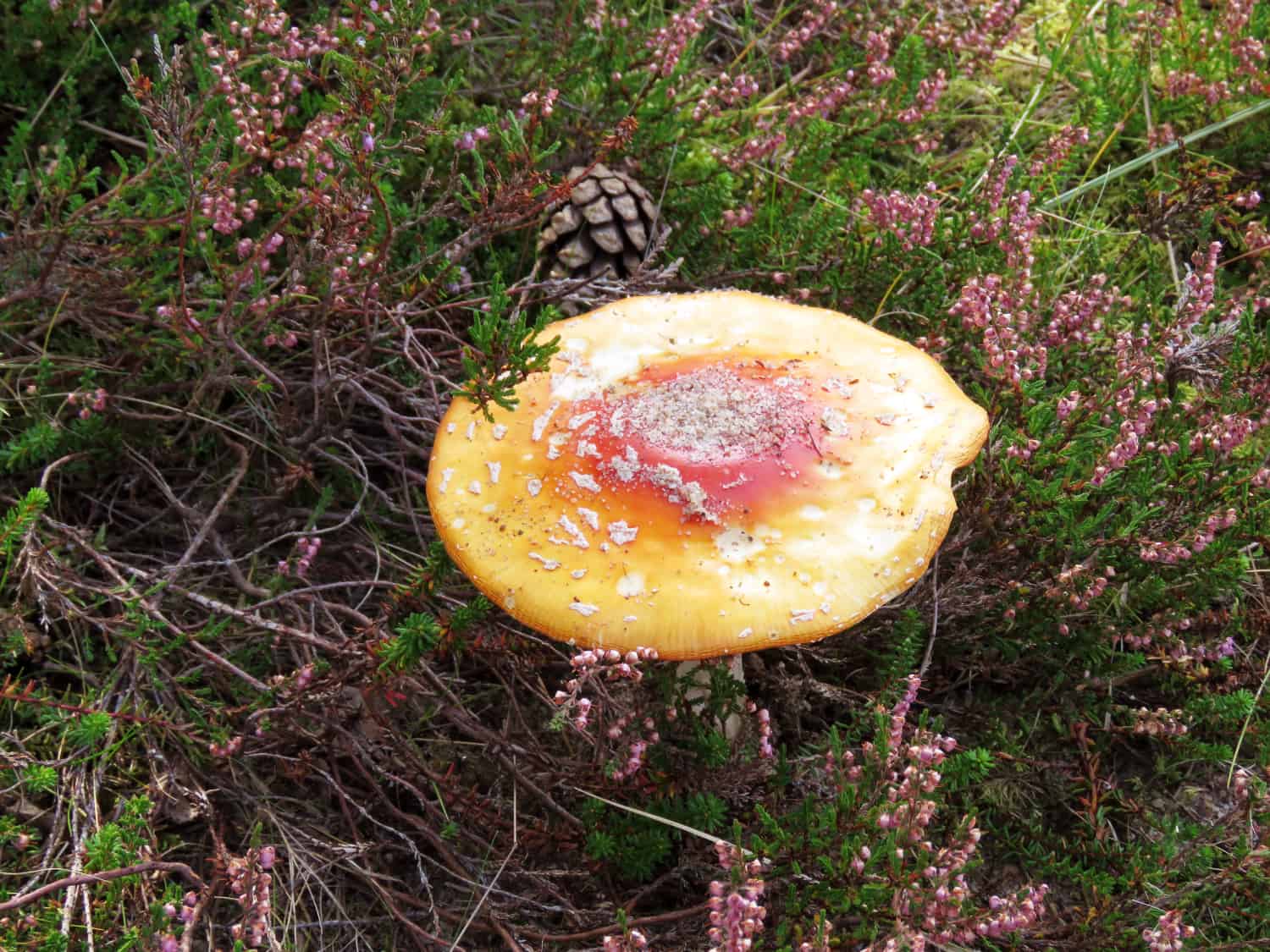Pilz im Laheema Nationalpark in Estland