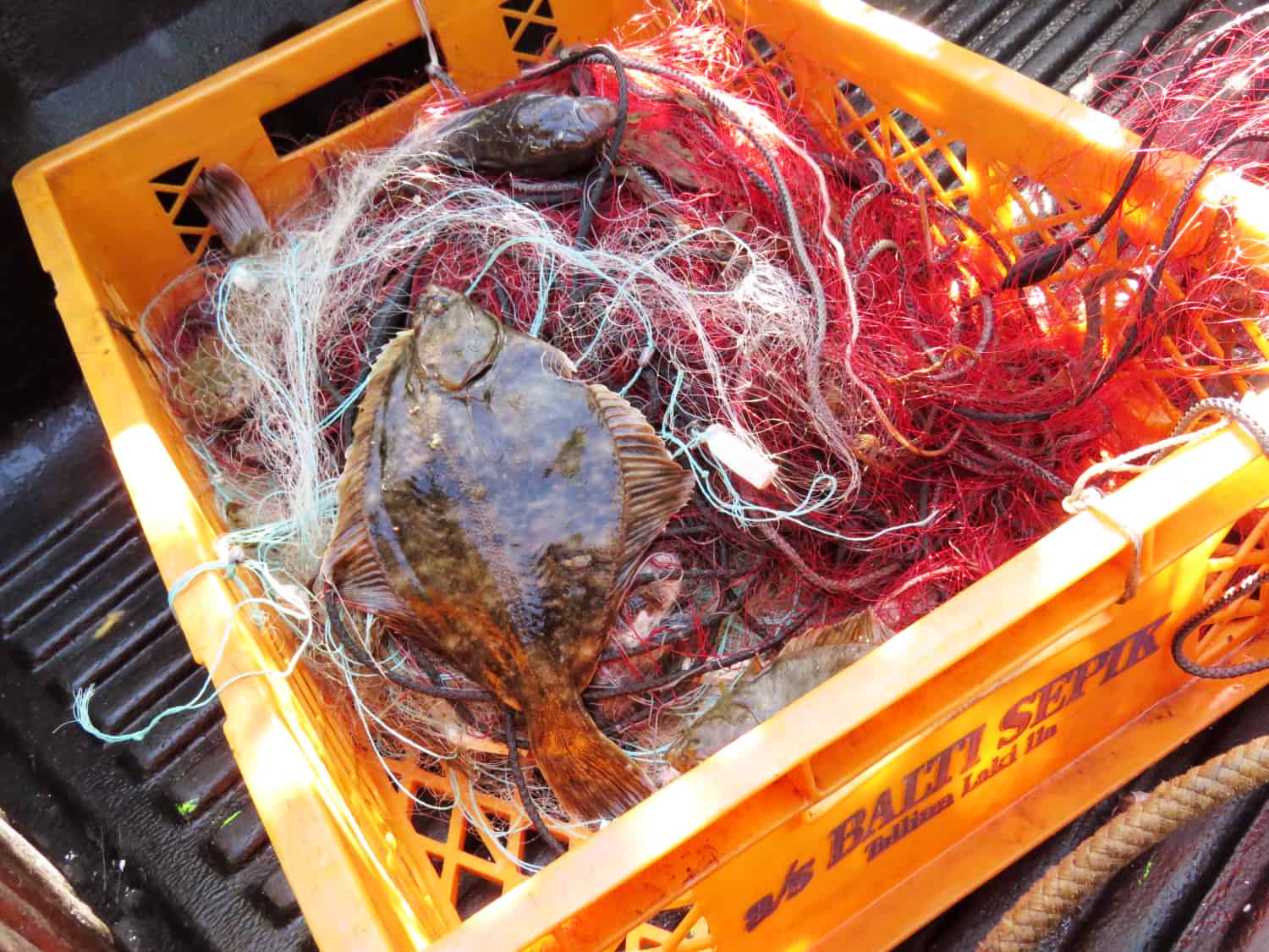 Scholle auf Prangli Island