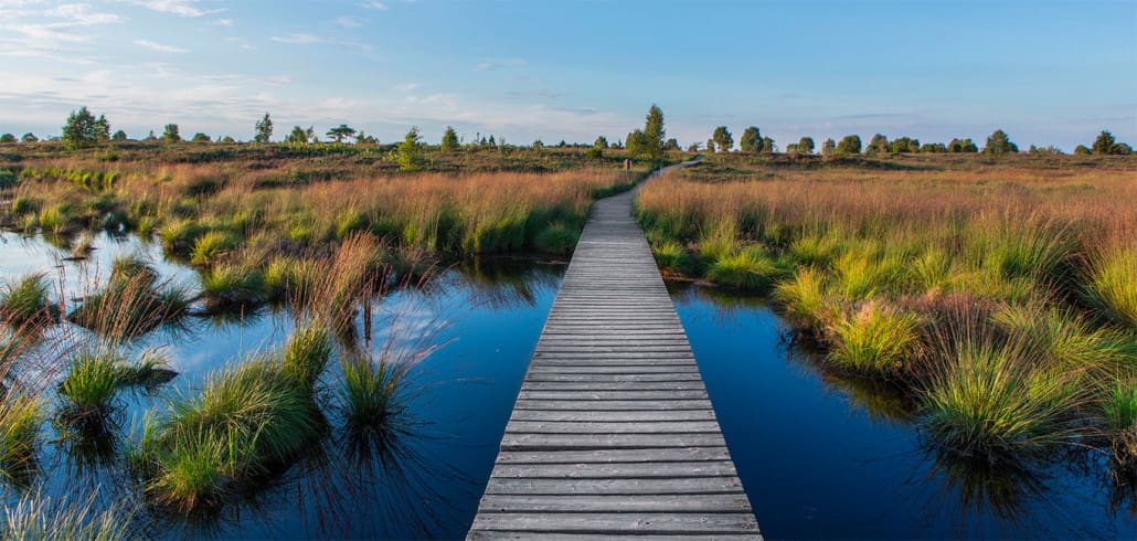 Hohes Venn Hochmoor Belgien