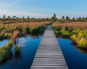 Hohes Venn Hochmoor Belgien