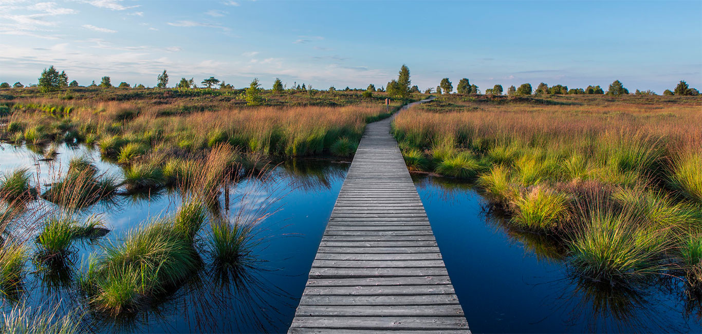 Hohes Venn Hochmoor Belgien