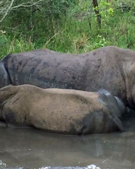 Mkhaya Game Reserve in Eswatini