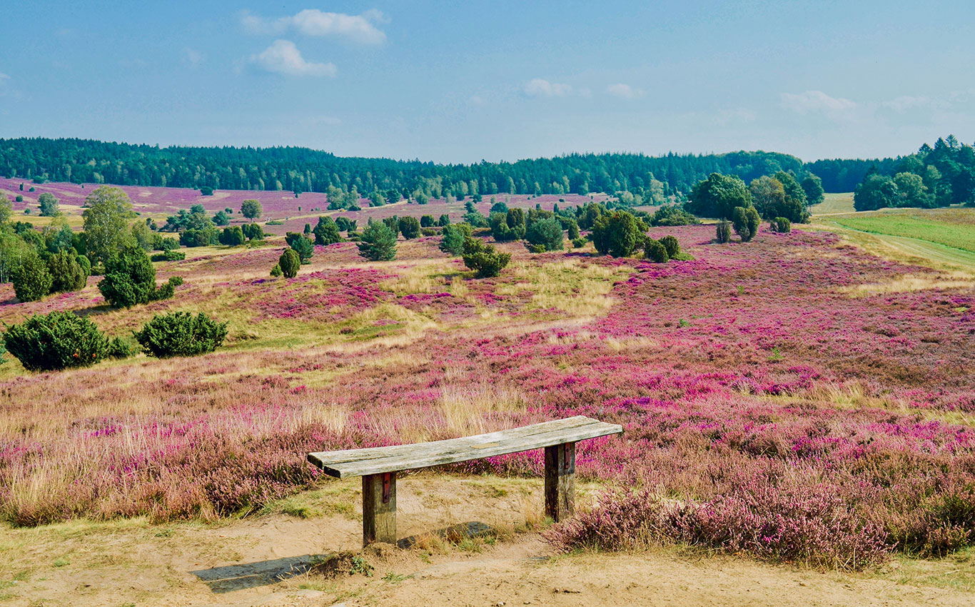 Lüneburger Heide Heidschnuckenweg