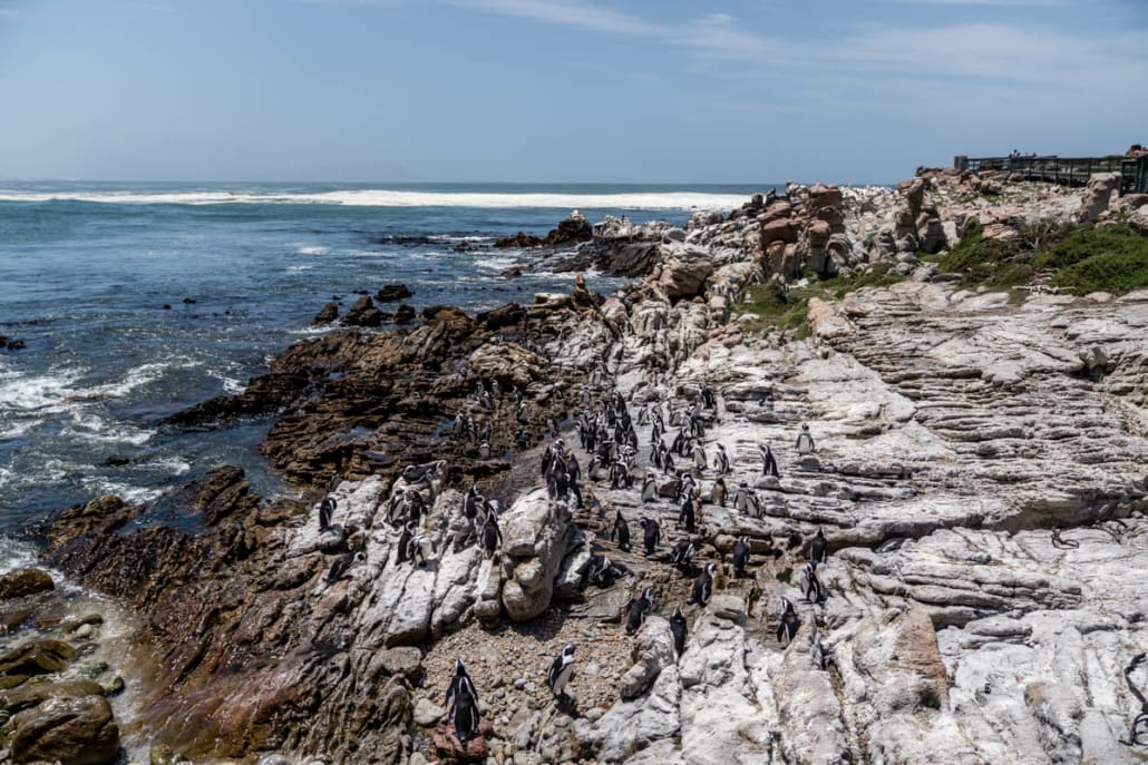 Viele Pinguine in Bettys Bay Südafrika