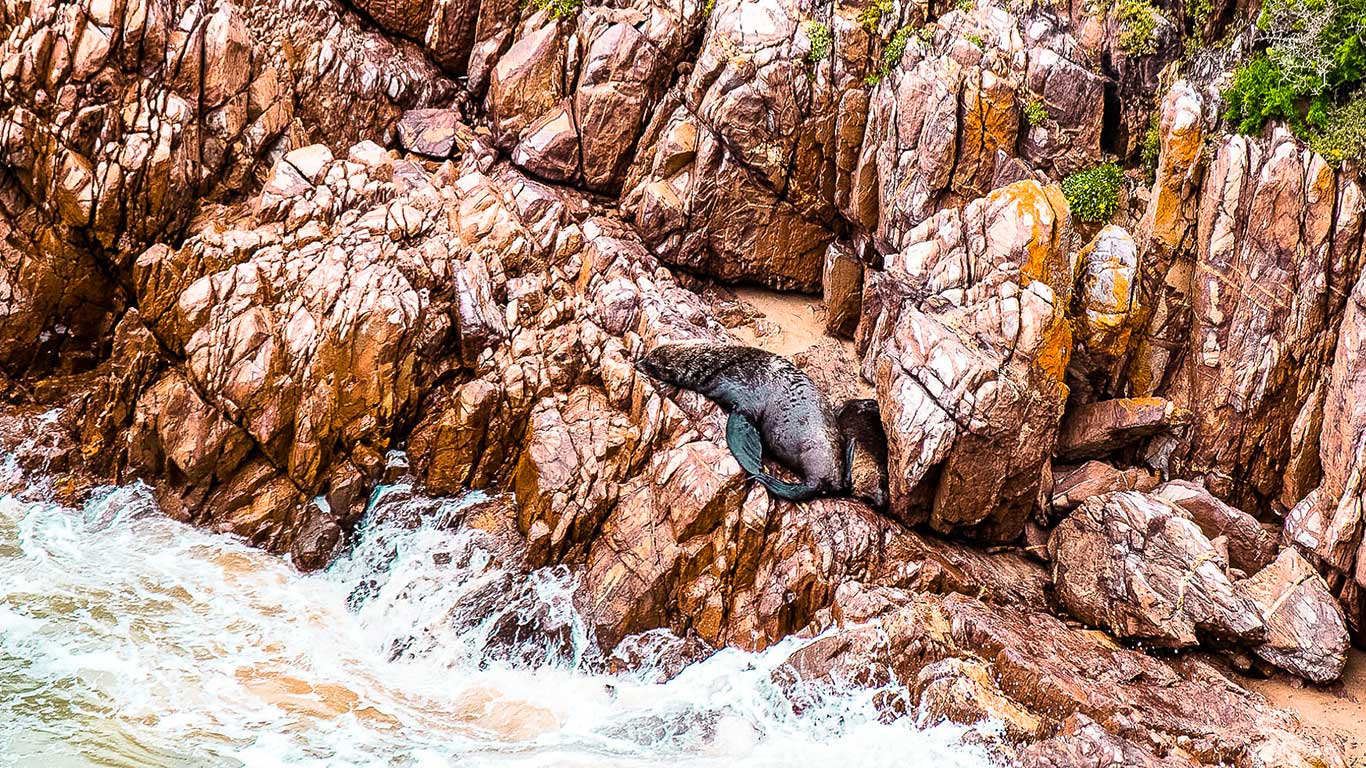 Seelöwen Knysna Featherbed Garden Route Südafrika