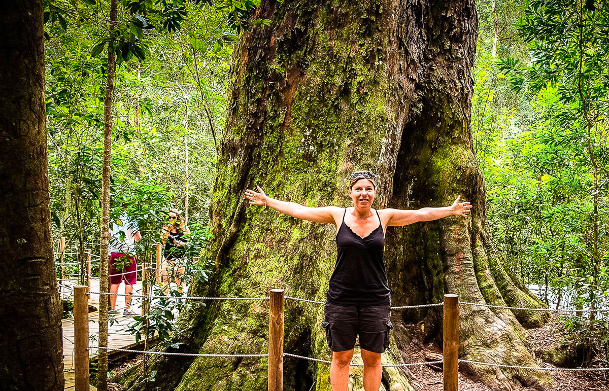 Big Tree Südafrika im Tsitsikamma Park