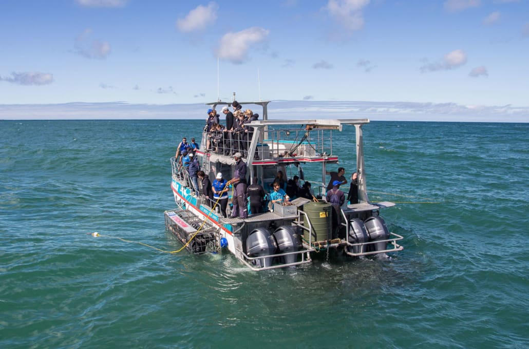 White Shark Tour Gaansbai Verfechter