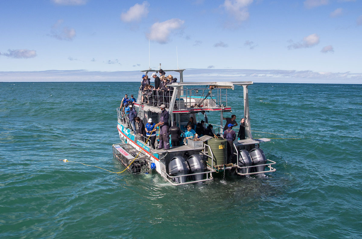 White Shark Tour Gaansbai Verfechter