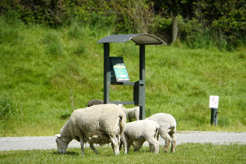 Schafe auf einem Campingplatz in Neuseeland