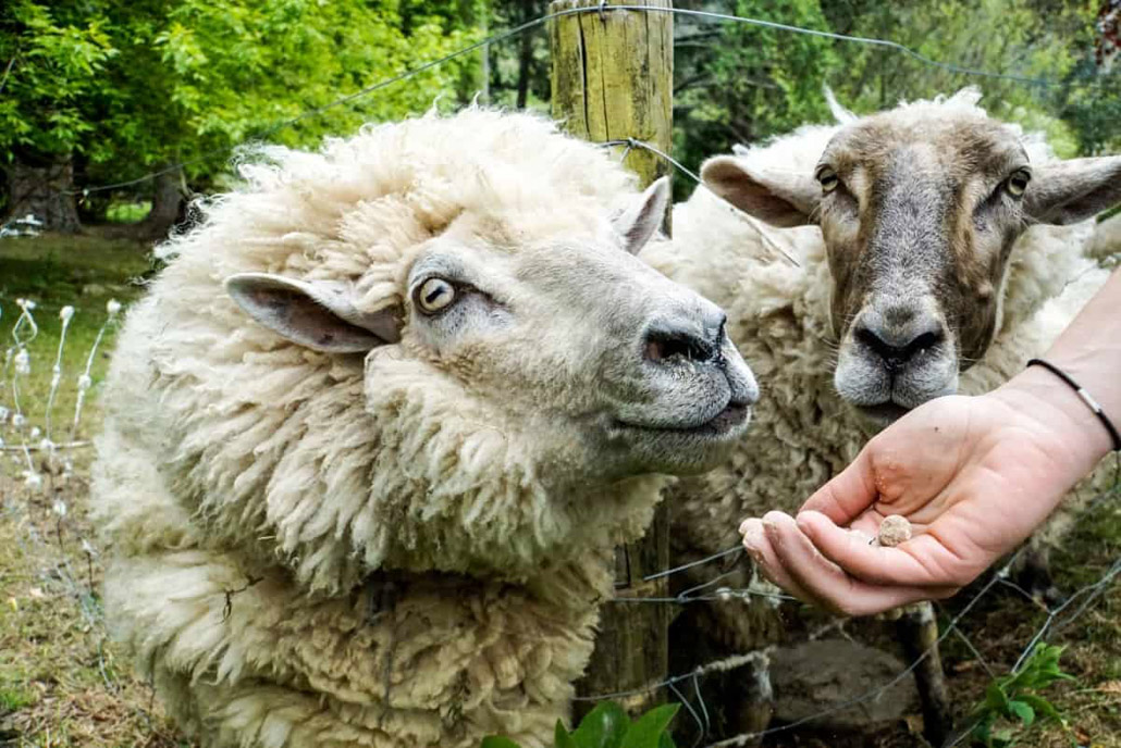 Schafe auf Smiths Farm Holiday Park