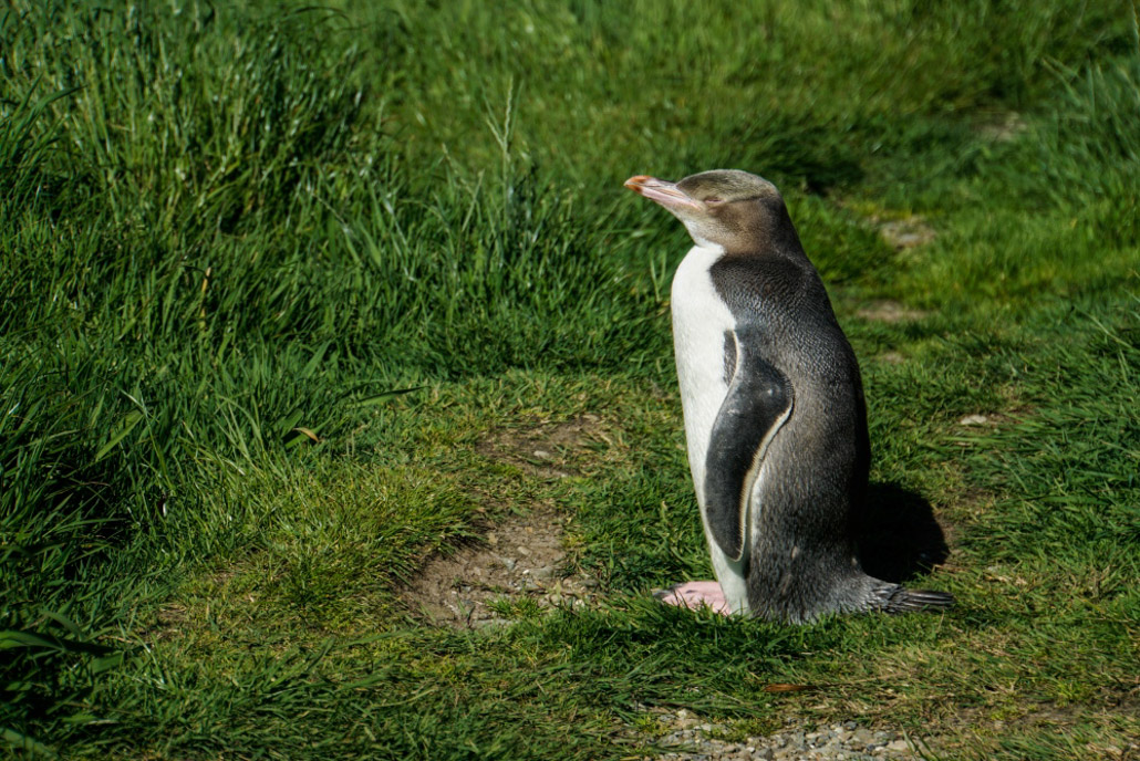 Gelbaugenpinguin ganz nah