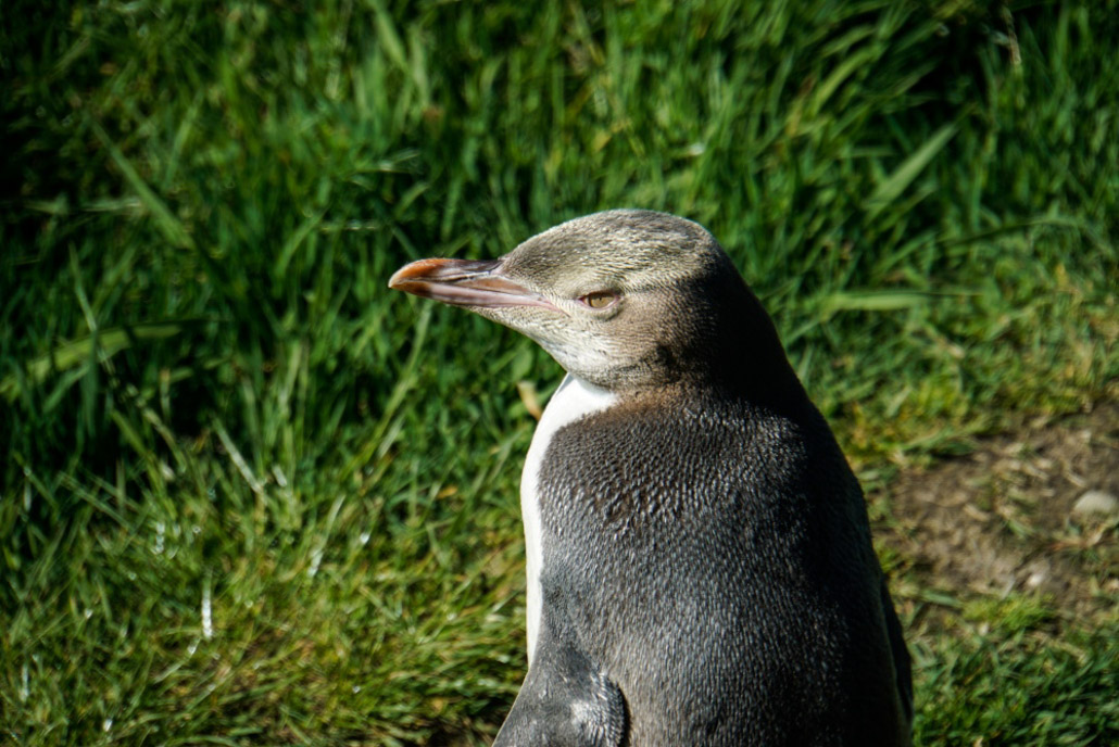 „Hoiho“ ist der Maori-Name für die älteste noch lebende Pinguinart, die du auf den Catlins in Neuseeland findest